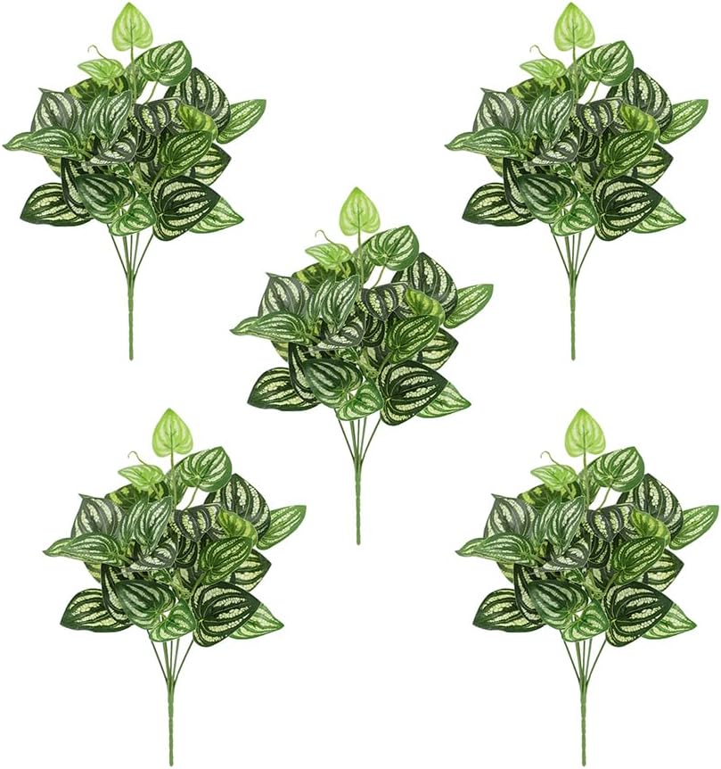 5 pezzi anguria peperomia pian - Peperomia Watermelon recensione e prezzo